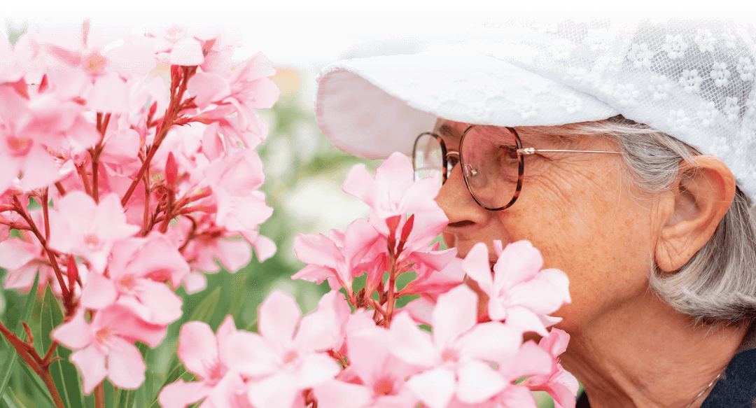 Closeup on senior woman in white cap and eyeglasses smelling pink oleander flower