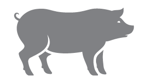 pig
